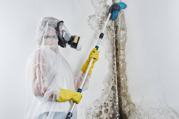 Best DIY Mold Remediation Support Services in Magee, MS