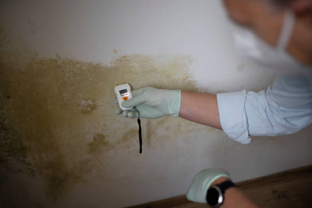 Best Industrial Mold Remediation in Magee, MS